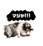 シェルティ ラムパの日常②（個別スタンプ：8）