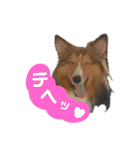 シェルティ ラムパの日常②（個別スタンプ：9）