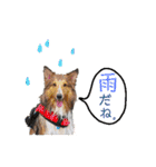 シェルティ ラムパの日常②（個別スタンプ：10）
