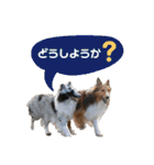 シェルティ ラムパの日常②（個別スタンプ：17）