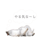 シェルティ ラムパの日常②（個別スタンプ：18）
