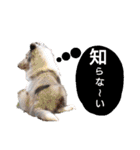 シェルティ ラムパの日常②（個別スタンプ：24）
