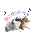 シェルティ ラムパの日常②（個別スタンプ：29）