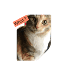 我が家の猫様！（個別スタンプ：1）