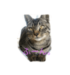 我が家の猫様！（個別スタンプ：2）