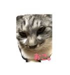 我が家の猫様！（個別スタンプ：3）