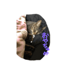 我が家の猫様！（個別スタンプ：4）