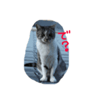 我が家の猫様！（個別スタンプ：5）