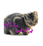 我が家の猫様！（個別スタンプ：6）