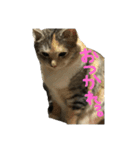 我が家の猫様！（個別スタンプ：7）