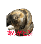 我が家の猫様！（個別スタンプ：8）