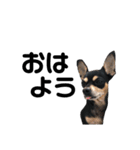 可愛い犬の会話（個別スタンプ：1）