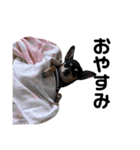 可愛い犬の会話（個別スタンプ：2）