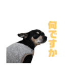 可愛い犬の会話（個別スタンプ：3）