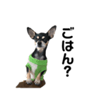 可愛い犬の会話（個別スタンプ：6）