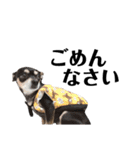 可愛い犬の会話（個別スタンプ：7）