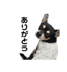 可愛い犬の会話（個別スタンプ：8）