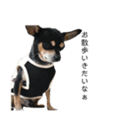 可愛い犬の会話（個別スタンプ：11）