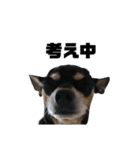 可愛い犬の会話（個別スタンプ：12）