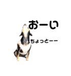 可愛い犬の会話（個別スタンプ：14）