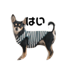 可愛い犬の会話（個別スタンプ：19）