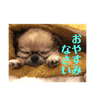 ☆ちゃことくろまる☆  〜挨拶〜（個別スタンプ：2）