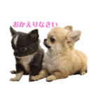 ☆ちゃことくろまる☆  〜挨拶〜（個別スタンプ：4）