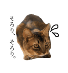 渡る世間は猫ばかり。（個別スタンプ：1）
