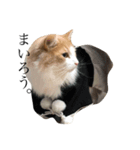 渡る世間は猫ばかり。（個別スタンプ：2）