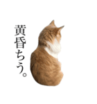 渡る世間は猫ばかり。（個別スタンプ：3）