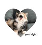渡る世間は猫ばかり。（個別スタンプ：5）