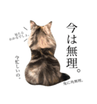 渡る世間は猫ばかり。（個別スタンプ：6）