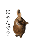 渡る世間は猫ばかり。（個別スタンプ：8）