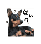 おりんとシェリー（個別スタンプ：12）