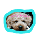 癒やしスタンプ（個別スタンプ：1）