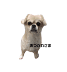 渡辺家のわんこ（個別スタンプ：1）