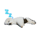 ozakipets（個別スタンプ：2）
