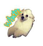 ozakipets（個別スタンプ：6）