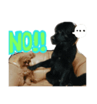 ozakipets（個別スタンプ：7）
