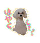 ozakipets（個別スタンプ：8）