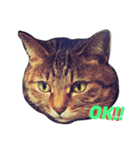 ozakipets（個別スタンプ：13）