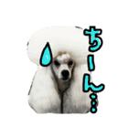 ozakipets（個別スタンプ：14）