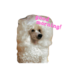 ozakipets（個別スタンプ：15）