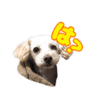 toy pooooodle（個別スタンプ：1）