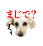 toy pooooodle（個別スタンプ：2）