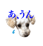 toy pooooodle（個別スタンプ：3）