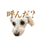 toy pooooodle（個別スタンプ：4）
