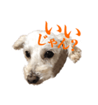 toy pooooodle（個別スタンプ：5）
