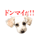 toy pooooodle（個別スタンプ：7）