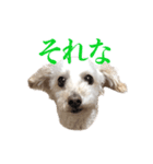 toy pooooodle（個別スタンプ：8）